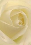 Envisioned up close in the heart of Broxbourne, this cream-white rose transports you into its spiraling center, inviting quiet contemplation and awe. The petals, so tender they seem to float, curl inward with patient precision, their matte, silky surfaces catching dappled light in a way that makes each fold both distinct and harmonious. Hints of buttercream and near-transparency at the petal tips lend an air of gentle fragility, reminiscent of early morning mist drifting through Broxbourne's riverside gardens. The shadows are tender, cradling each curve and weaving a tapestry of depth and subtle drama around the flower's core. Emotion radiates from this single bloom-it speaks of reverence and remembrance, of the peace felt when pausing by the placid River Lea. As a florist, I know this rose can accompany moments of heartfelt sympathy, celebration, or new beginnings, offering a quiet solace only nature can provide. Its imagined fragrance is light and sweet, almost lulling, filling the space with calm assurance. Crafted for special occasions and intimate gatherings in Broxbourne, this rose is both a personal symbol and a testament to the artistry that blooms in our local community.